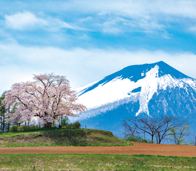 為内の一本桜