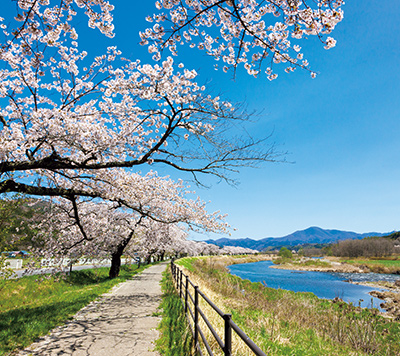 猿ケ石川沿いの桜並木